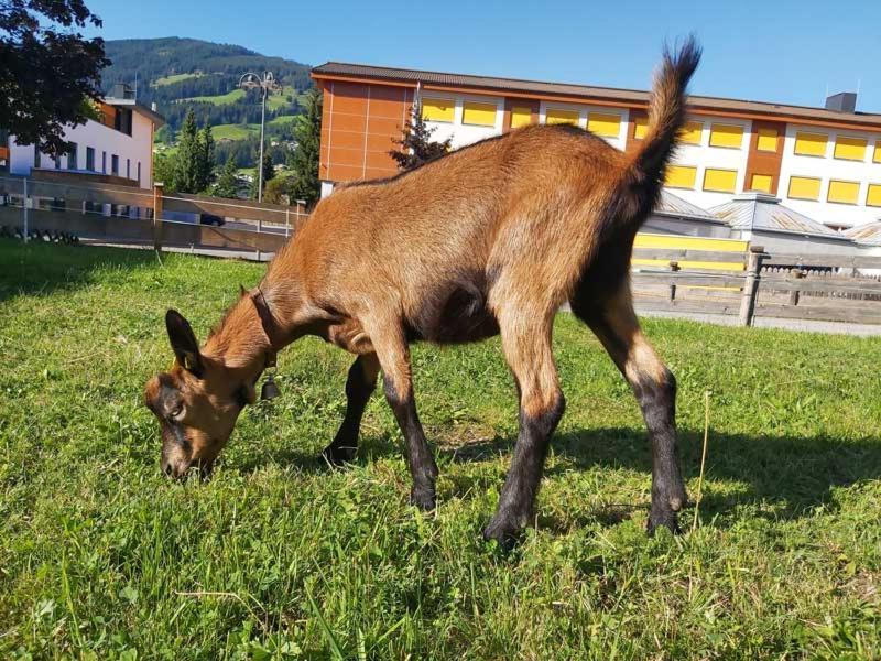 Apartmán Hof Obertann Kirchberg in Tirol Exteriér fotografie
